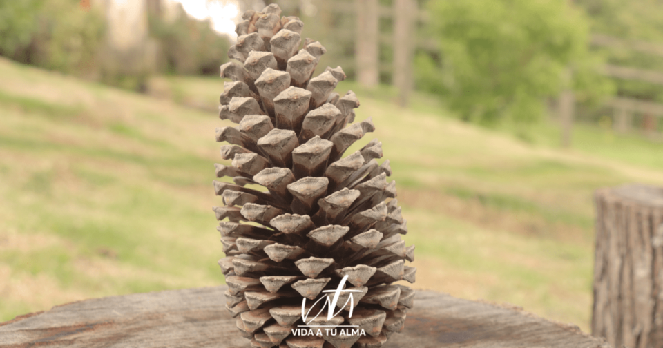 Encomienda a DIOS tu Camino