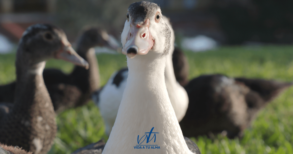 La Única SOLUCIÓN contra la Ansiedad