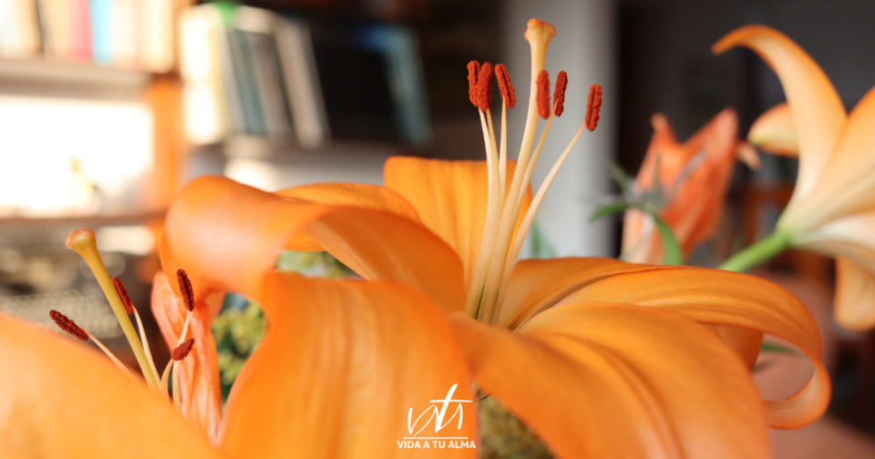 Fe, DIOS te dará lo que Necesitas